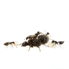 Colonia Crematogaster Sp - comprar online