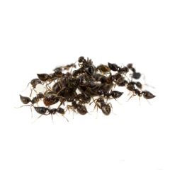 Colonia Crematogaster Sp en internet