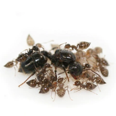 Colonia Crematogaster Sp