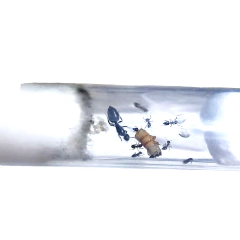 Colonia Crematogaster Sp - tienda online