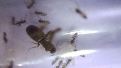 Colonia Brachymyrmex - comprar online