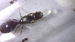 Reina Pheidole Aberrans - tienda online