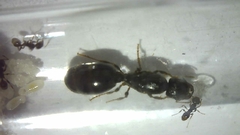 Imagen de Reina Pheidole Aberrans