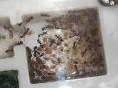 Reinero M2 - tienda online