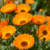 ES. CALENDULA X 30 cc