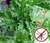 ACEITE ESENCIAL CITRONELLA X 10 CC