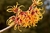 EXTRACTO GLIC. HAMAMELIS 10% X 250 CC