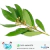 HIDROLATO DE LAUREL X 100 CC