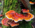 TINTURA DE REISHI X 60 CC - comprar online