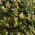 Micropolar Estampado Camuflado Negro-verde-beige