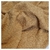 Tela de Toalla Color Beige