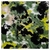 Polar Sherpa Estampado Manchas Negras Verde Manzana - comprar online