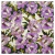 Tropical Napoli Blanco Flores Grandes Violetas - comprar online
