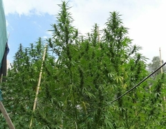 Banner de la categoría Fotoperiódicas