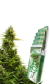 AUTO BUDDHA MEDIKIT Buddha Seeds - Conurbano Seeds