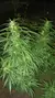JACK HERER Fem 5 semillas - comprar online