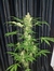 AUTO GORILA RAM - Conurbano Seeds