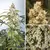 AUTO ORANGE BUD - tienda online