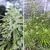 AUTO ORANGE BUD - Conurbano Seeds