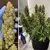 AUTO ORANGE BUD - comprar online