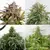 Imagen de AUTO ORANGE BUD