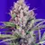 CREAM MANDARINE Feminizada