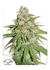 GLUEBERRY OG Dutch Passion 3 semillas