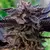 JACK LEMONADE Fotoperiódica [Blister x5 semillas] - Conurbano Seeds