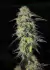 CBD AUTO CHARLOTTE'S ANGEL Dutch Passion 3 semillas - Conurbano Seeds