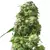 EARLY SKUNK Feminizada
