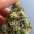CBD KUSH Dutch Passion 3 semillas - Conurbano Seeds