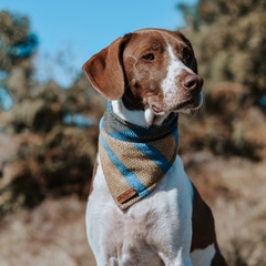 Bandana para cachorro - Itamonte na internet