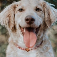 Colar para Cachorro - Jaspe