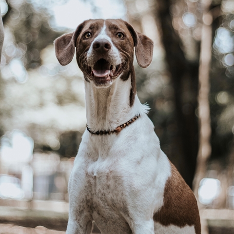 Colar para Cachorro - Olho de Tigre