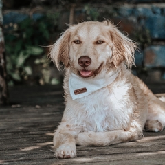 BANDANA PARA CACHORRO - AREIA - comprar online