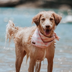 Bandana para cachorro - Aurora na internet