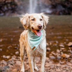 Bandana para cachorro - Alecrim - comprar online