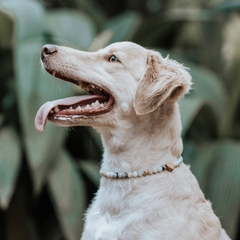 Colar para Cachorro - Amazonita