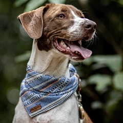 Bandana para Cachorro - Bluebell (edição limitada) - comprar online