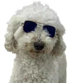 Lentes para mascotas