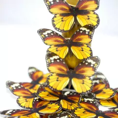 MARIPOSAS COMESTIBLES pack de 12 - comprar online