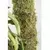 TUTOR DE MUSGO 0.80 cm. - comprar online