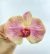 Orquídea Rosa Grande, em silicone com base em grampo. - comprar online