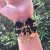 Kit de Pulseiras Dama da Noite