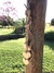 PENCA 5 CORAÇÕES 6 CM PINUS - loja online