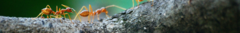 Banner de la categoría Insecticidas