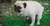 Adiestrador canino 1 Lts Cielo EXTERIOR - tienda online