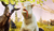 GOAT SIMULATOR 3 | PS4 - GAMING FEVER