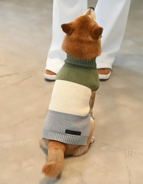 Perro sentado de espaldas con sweater de tres colores: verde, blanco y gris