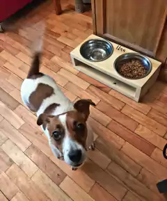 Comedero Box S en internet